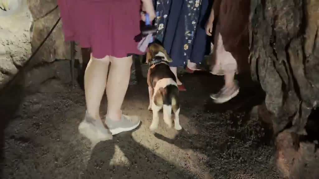 Film — Majestic Caverns · Alabama
